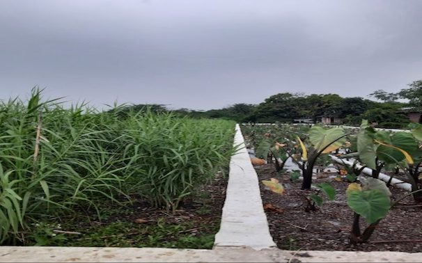 Designing Constructed Wetland