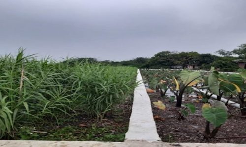 Designing Constructed Wetland